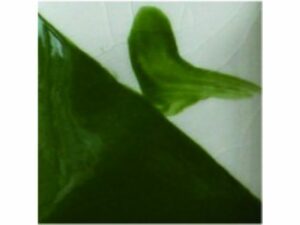 CC144 Green Dream