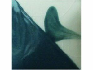 CC149 Tall Tails
