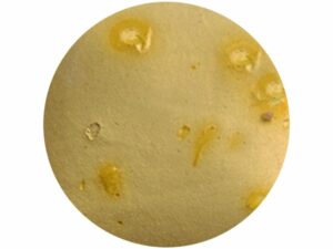 CR005 Bright Yellow