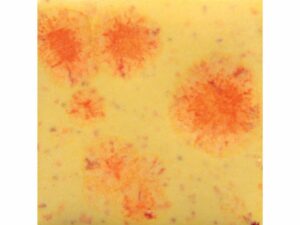 S2729 Citrus Splash