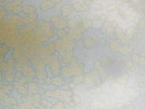 SG 2631 Margarite