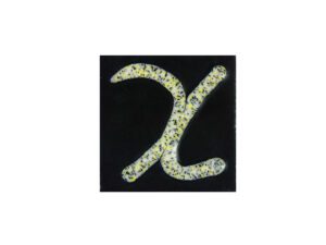 XD 202 Lemon stinger