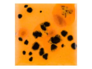 CG1013 Papaya