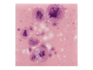 CG1014 Pink Plum